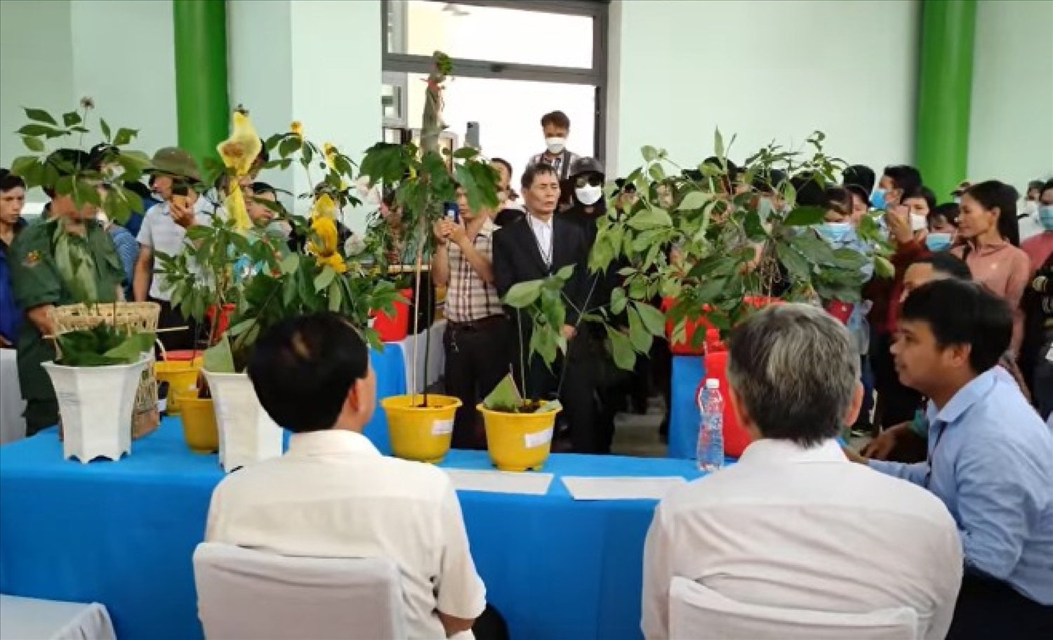 Người dân đem sâm Ngọc Linh đến tham dự cuộc thi