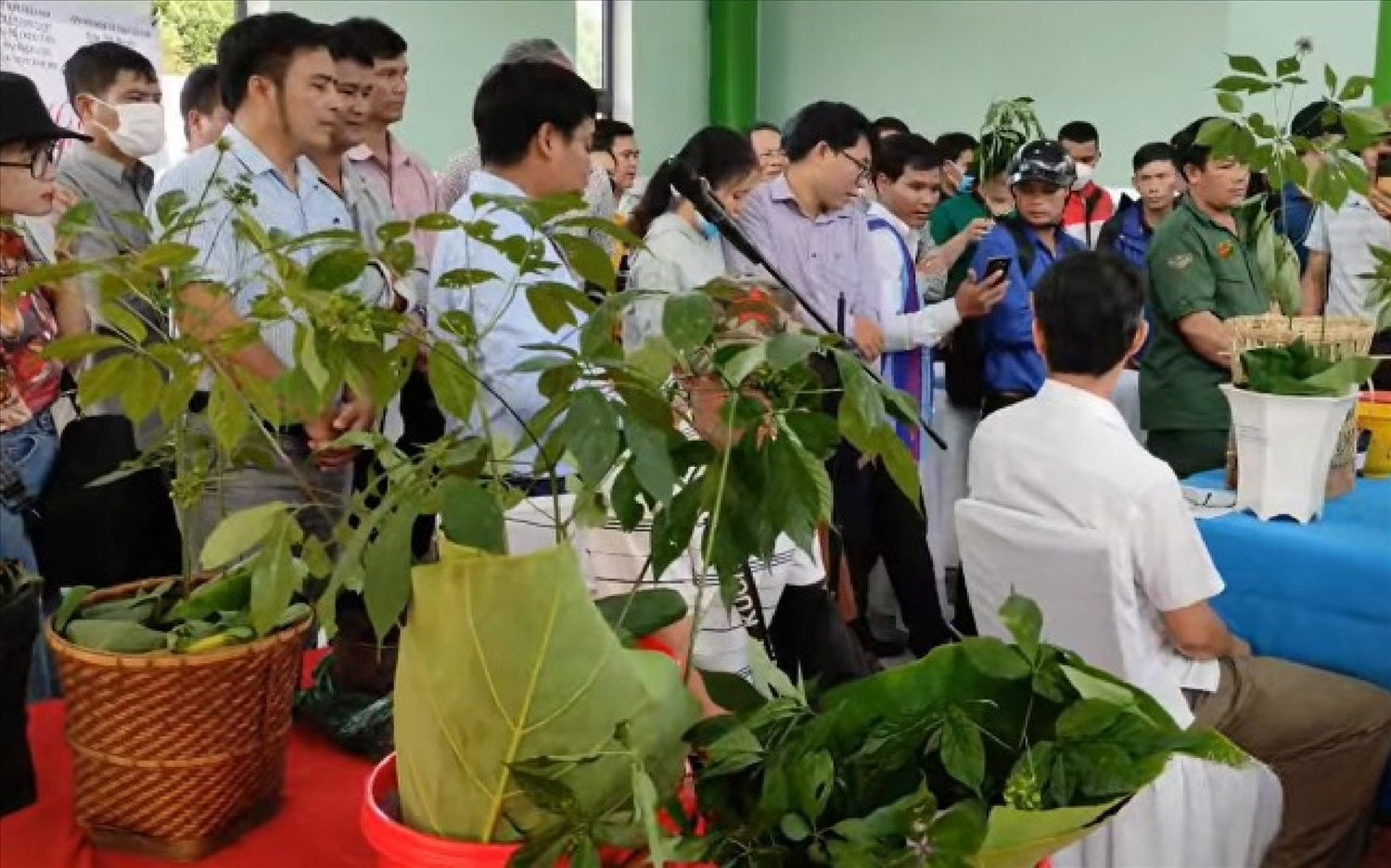 Các mặt hàng sâm Ngọc Linh được thẩm định kiểm tra, đánh giá giúp thương hiệu phiên chợ Sâm Ngọc Linh được bảo đảm