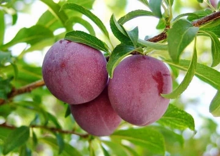 Quy trình kỹ thuật trồng và chăm sóc cây mận hiệu quả nhất