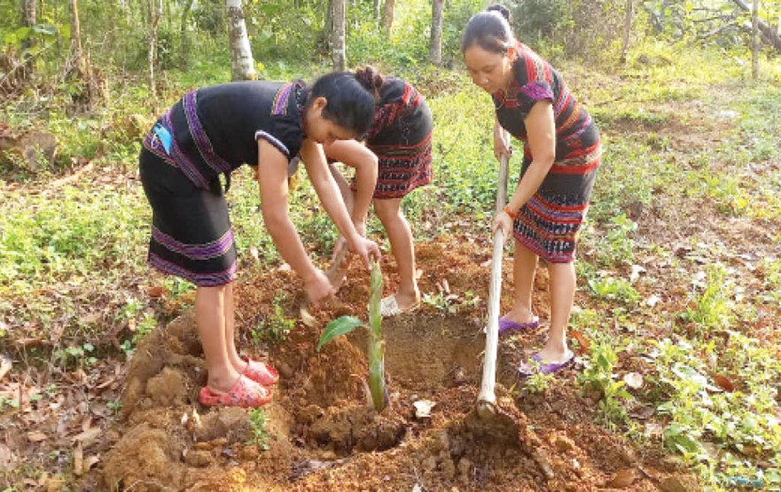 Giúp nhau trồng chuối để phát triển kinh tế