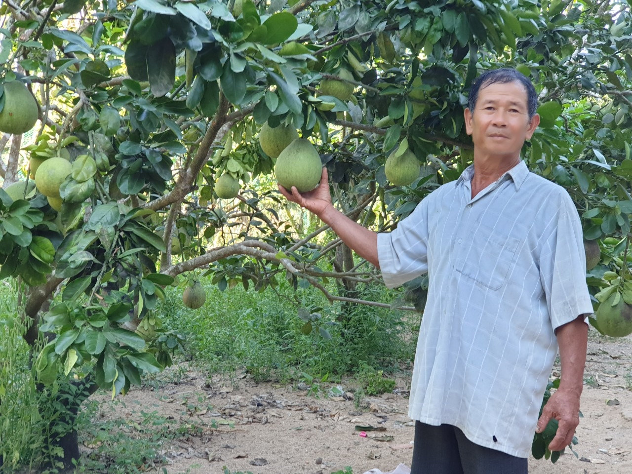 Nhiều hộ gia đình đồng bào DTTS đã biết áp dụng KHKT trồng cây ăn quả cho thu nhập ổn định Nhiều hộ gia đình đồng bào DTTS đã biết áp dụng KHKT trồng cây ăn quả cho thu nhập ổn định