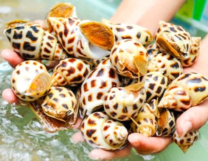 Kỹ thuật nuôi ốc hương thương phẩm trong ao  1