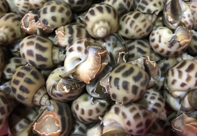 Kỹ thuật nuôi ốc hương thương phẩm trong ao 