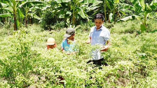 Vườn ớt Ariêu của người dân thôn A Sờ phát triển tự nhiên giữa núi rừng. (Ảnh: Nguyễn Thành)