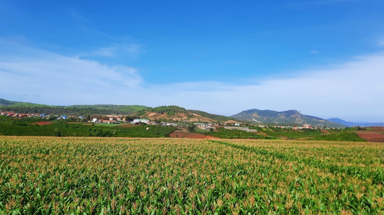 Việc trồng luân canh cây họ đậu cũng góp phần giúp đất trồng trong các trang trại Vinamilk Đà Lạt thêm màu mỡ