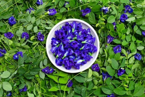 Lợi ích bất ngờ từ hoa đậu biếc
