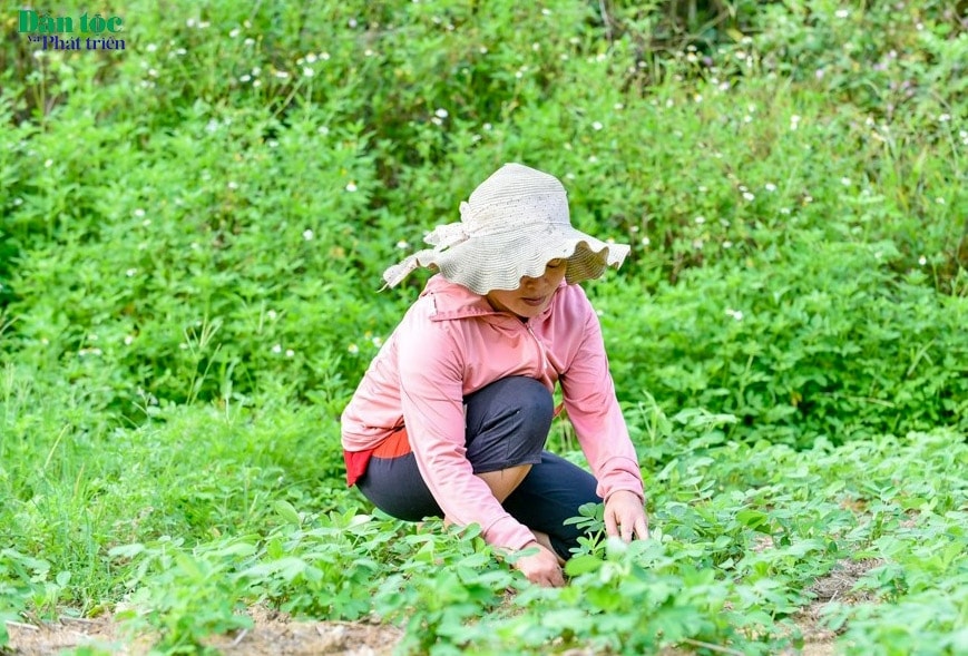 Tại vị trí bản làng cũ ven suối Son của Sa Ná, dân làng cải tạo trồng lúa và rau màu Người dân chăm sóc cây trồng trên phần đất mới được chia sau khi lũ quét sạch nhà cửa