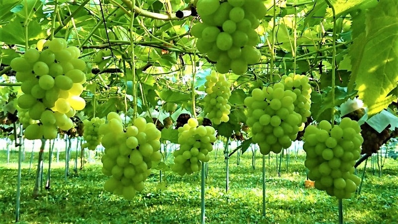 Công dụng và bài thuốc chữa bệnh tuyệt vời từ cây nho 2