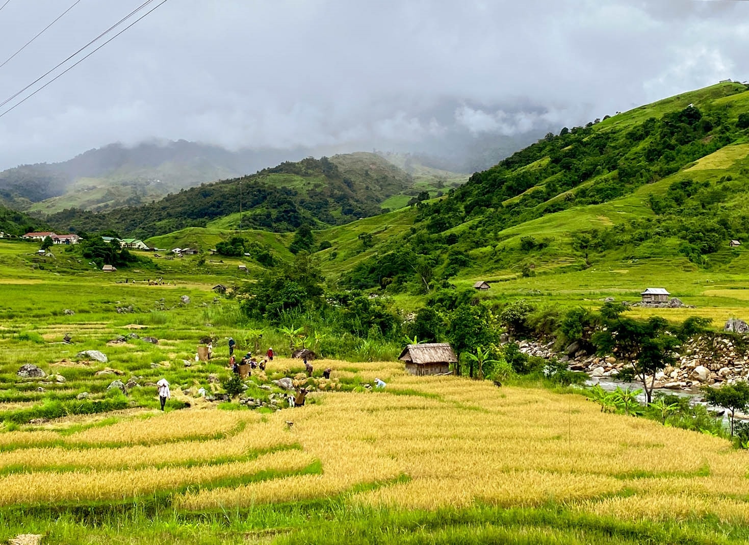 Đồng bào Xơ Đăng thu hoạch lúa