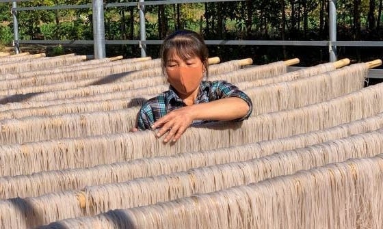 Chế biến miến dong tại HTX sản xuất miến dong Đồi Ao, xã Cẩm Bình (Cẩm Thủy)