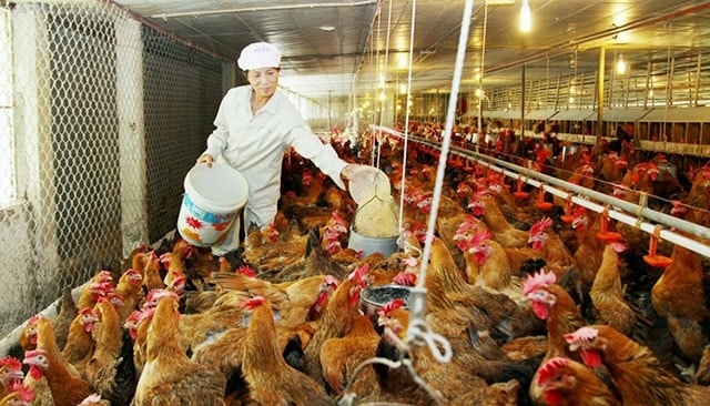 Kim ngạch nhập khẩu nguyên liệu chế biến thức ăn gia súc liên tục tăng