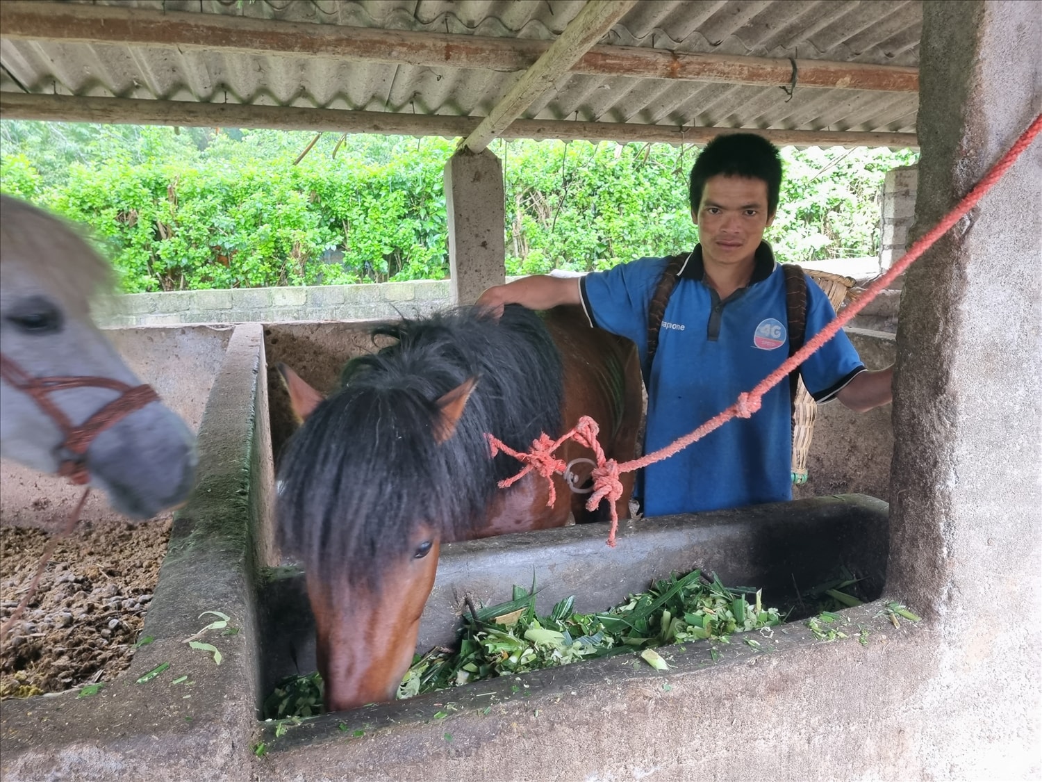 Ông Vàng Văn Huỳnh, xã Na Hối (Bắc Hà, Lào Cai), người giữ kỷ lục 3 năm liên tiếp (2011-2012-2013) Anh Vàng Văn Huỳnh, xã Na Hối chăm sóc ngựa