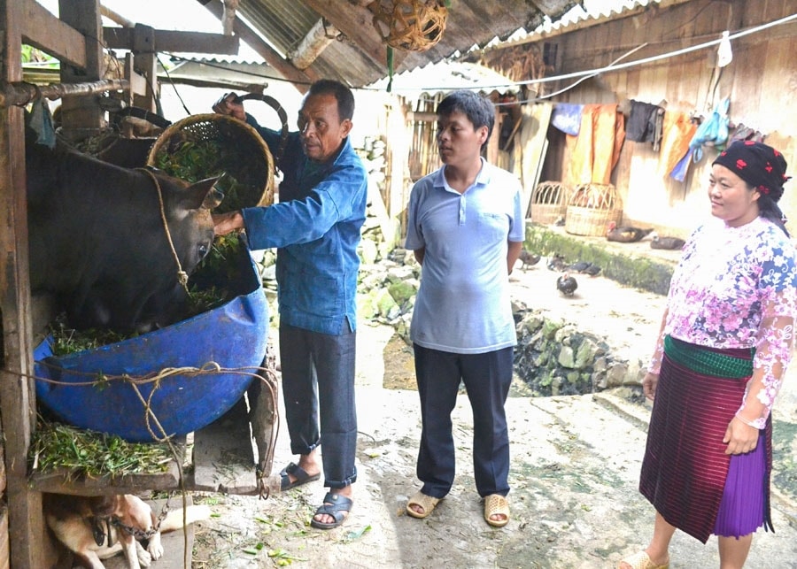 Ông Sùng Dình Páo (trái), Người có uy tín thôn Tìa Chí Dùa, thị trấn Mèo Vạc (Mèo Vạc, Hà Giang) vận động con cháu, đồng bào trong thôn phát triển kinh tế từ mô hình nuôi bò hàng hóa Ông Sùng Dình Páo (trái), Người có uy tín thôn Tìa Chí Dùa, thị trấn Mèo Vạc (Mèo Vạc, Hà Giang) vận động con cháu, đồng bào trong thôn phát triển kinh tế từ mô hình nuôi bò hàng hóa