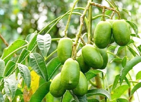 Quả cóc là loại quả giàu chất xơ và protein có giá trị về mặt dinh dưỡng cao và mang lại nhiều lợi ích sức khỏe Quả cóc là loại quả giàu chất xơ và protein có giá trị về mặt dinh dưỡng cao và mang lại nhiều lợi ích sức khỏe