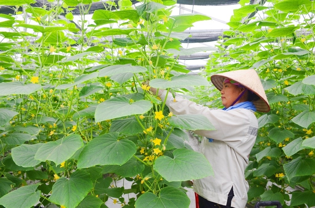 Thành phố Hà Nội đang triển khai nhiều giải pháp giữ vững chuỗi liên kết, sản xuất và tiêu thụ nông sản, thực phẩm, hàng hóa, góp phần ổn định cung cầu thị trường trong nước Thành phố Hà Nội đang triển khai nhiều giải pháp giữ vững chuỗi liên kết, sản xuất và tiêu thụ nông sản, thực phẩm, hàng hóa, góp phần ổn định cung cầu thị trường trong nước