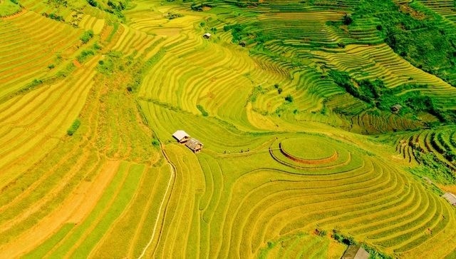 Rực rỡ mùa vàng Mù Cang Chải