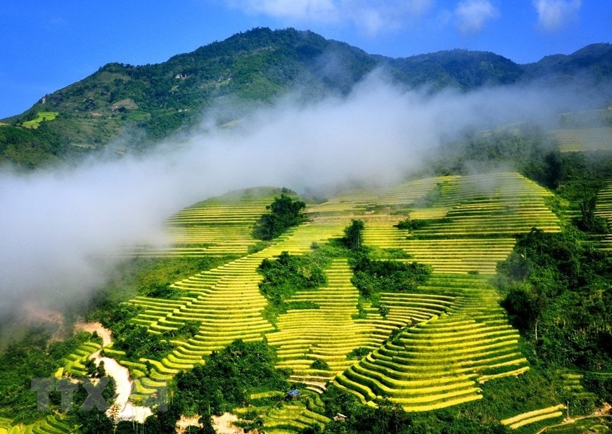 Ngất ngây với vẻ đẹp Sapa khi vào mùa lúa chín 