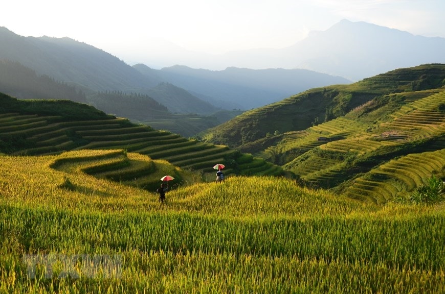 Những thửa ruộng bậc Sa Pa tuyệt đẹp dần chuyển mình từ xanh sang vàng. (Ảnh: Quốc Khánh/TTXVN) Những thửa ruộng bậc Sa Pa tuyệt đẹp dần chuyển mình từ xanh sang vàng. (Ảnh: Quốc Khánh/TTXVN)