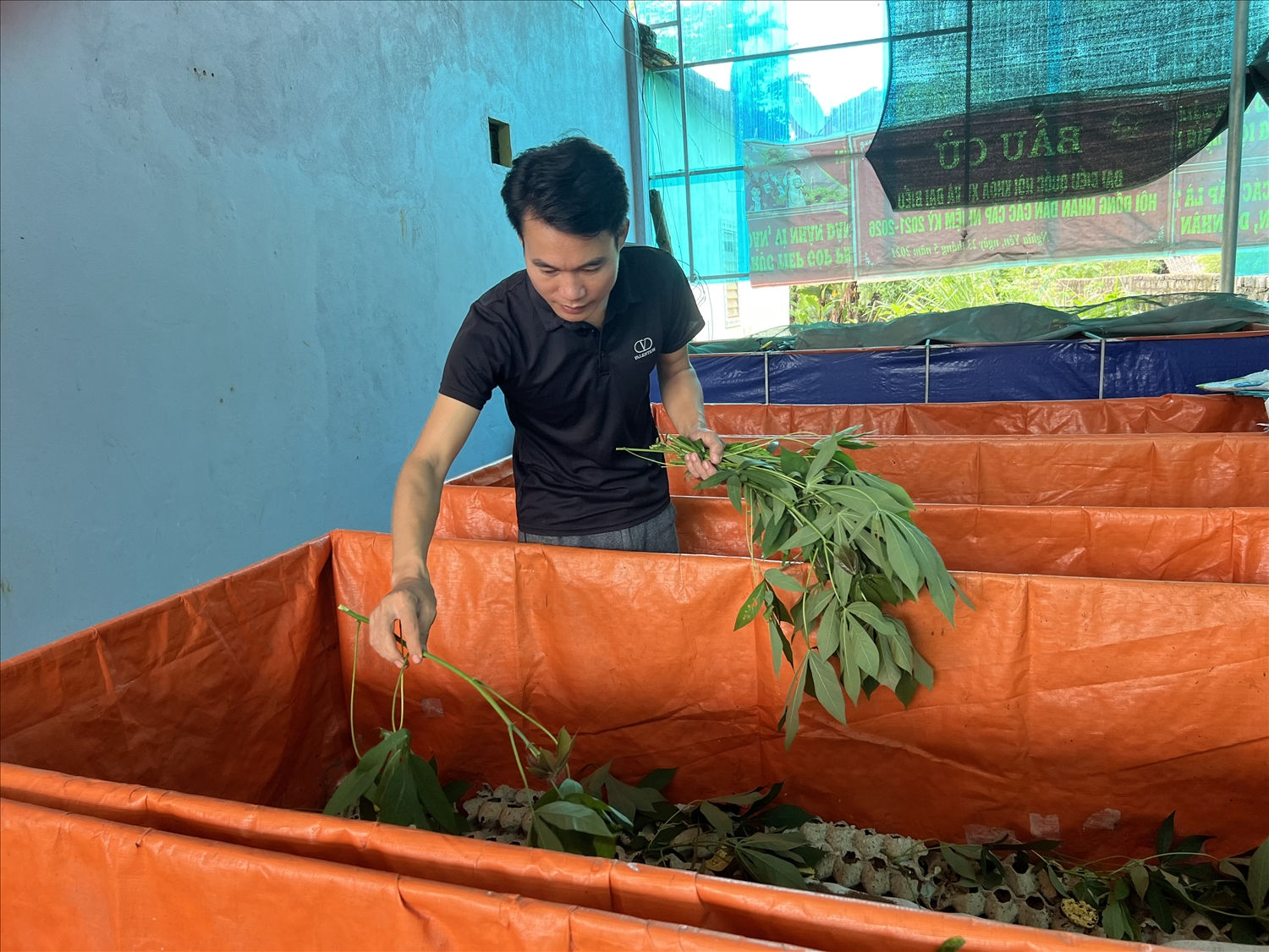 Huấn đầu tư nuôi dế để bù nguồn thu khi thôi trang trại gà