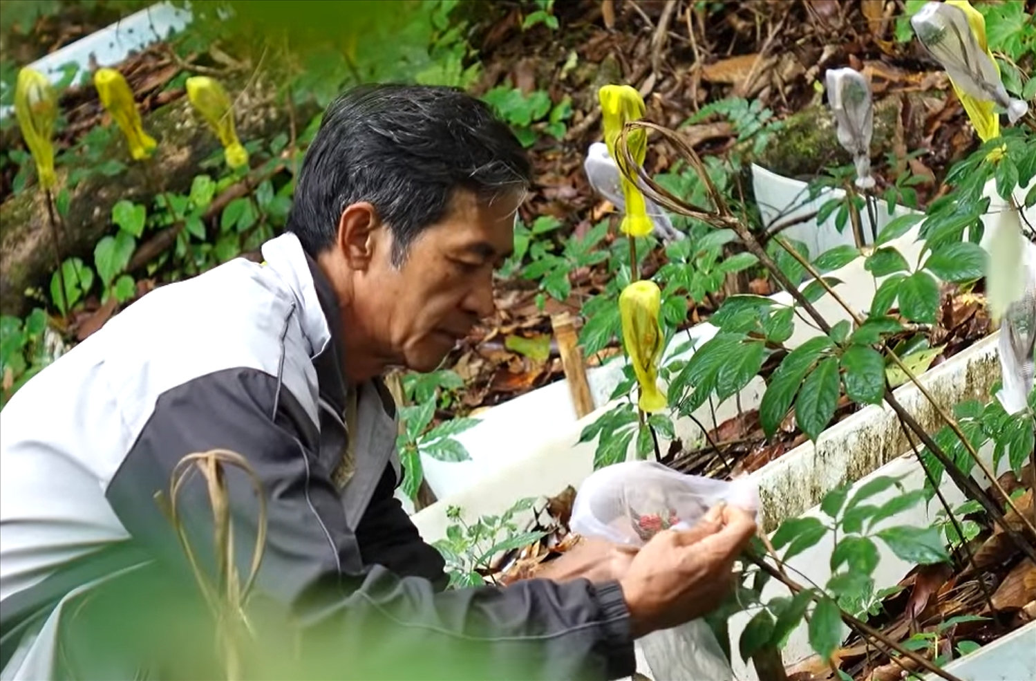 Công đoạn bảo vệ hạt sâm cũng vô cùng tỉ mỉ, cực nhọc