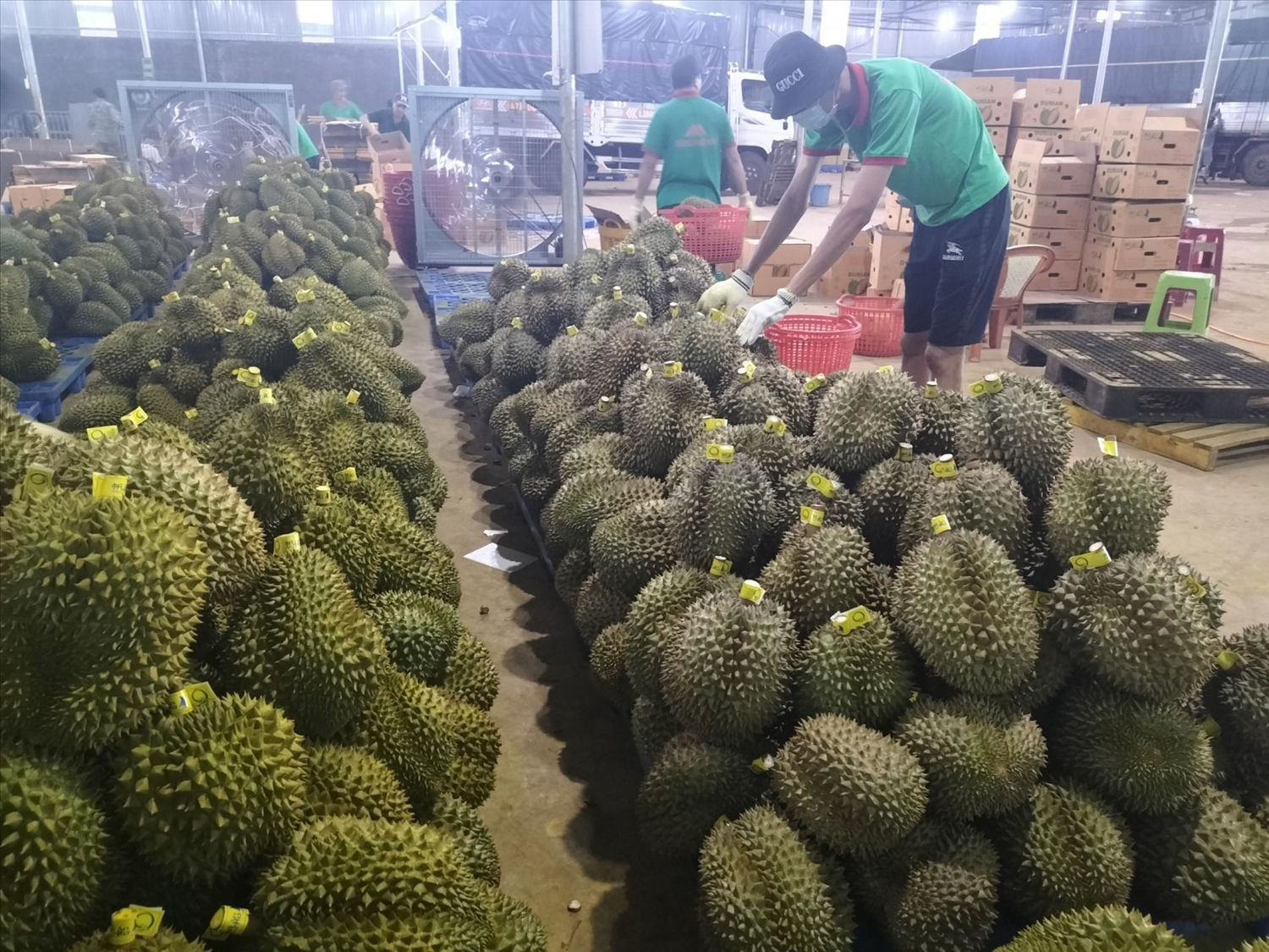 Đắk Lắk: 27 mã số vùng trồng sầu riêng và cơ sở đóng gói được Trung Quốc phê duyệt 