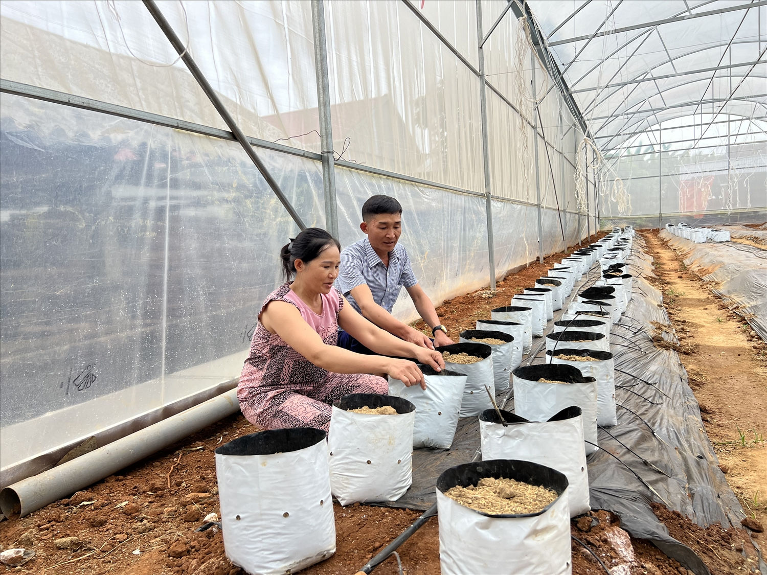 Trưởng làng, Người có uy tín Lục Đình Duẩn kiểm tra khâu làm đất vườn dưa lưới của chị Dung