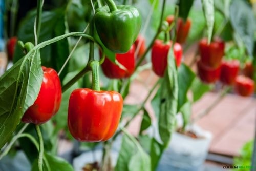 Kỹ thuật trồng và chăm sóc cây ớt ngọt  1