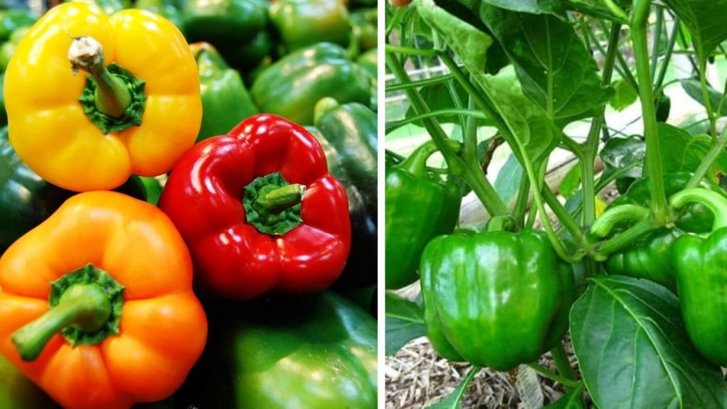 Kỹ thuật trồng và chăm sóc cây ớt ngọt 