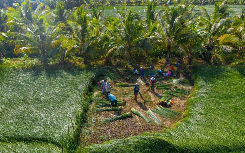 Kỹ thuật trồng cói đơn giản, hiệu quả nhất 2