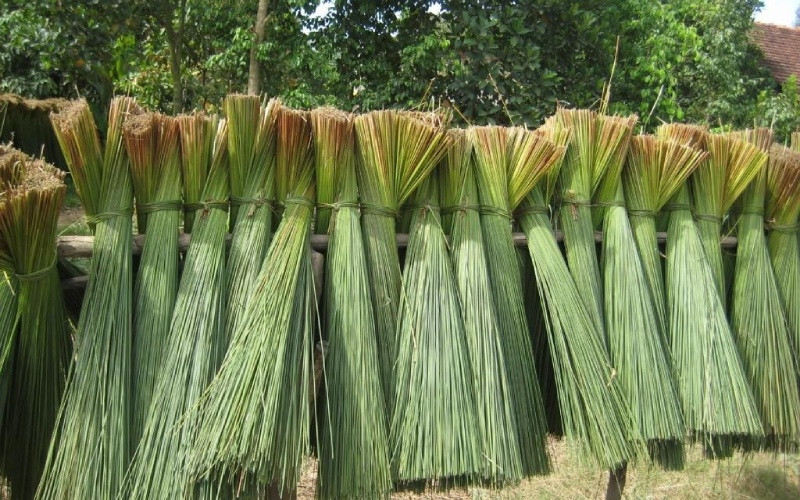 Kỹ thuật trồng cói đơn giản, hiệu quả nhất 1