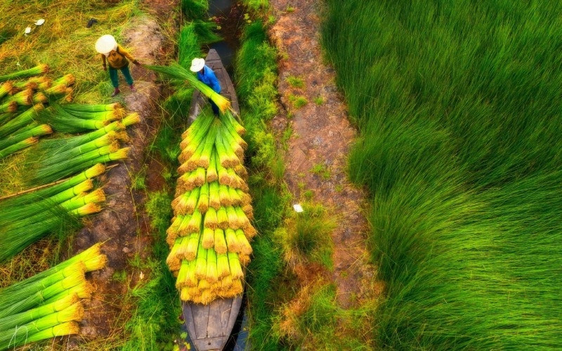 Kỹ thuật trồng cói đơn giản, hiệu quả nhất