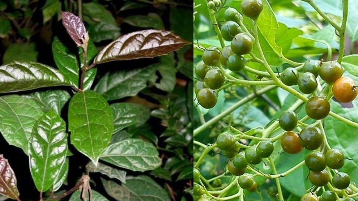 Tác dụng chữa bệnh tuyệt vời của cây xạ đen 1