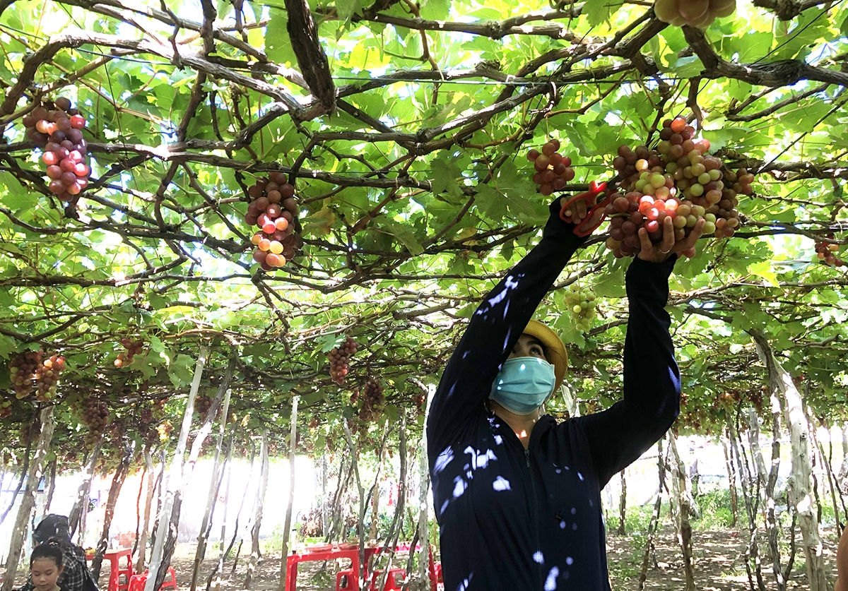 Phấn đấu đến năm 2030, thu nhập bình quân đầu người tăng 2 lần so với năm 2020. (Trong ảnh: Trồng nho mang lại hiệu quả kinh tế cao cho người dân Ninh Thuận)