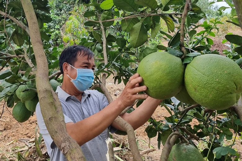 Bưởi da xanh được sản xuất theo quy trình VietGAP ở HTX Sản xuất nông nghiệp và dịch vụ trái cây Mỹ Đức, huyện Đạ Tẻh (Ảnh minh họa).