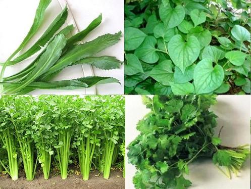 Tháng 10 nên trồng cây gì? 10