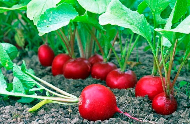 Tháng 10 nên trồng cây gì? 8