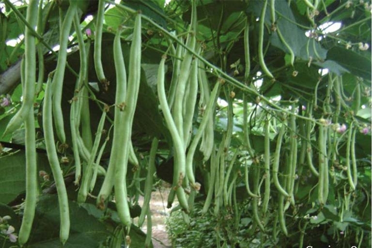 Tháng 10 nên trồng cây gì? 1