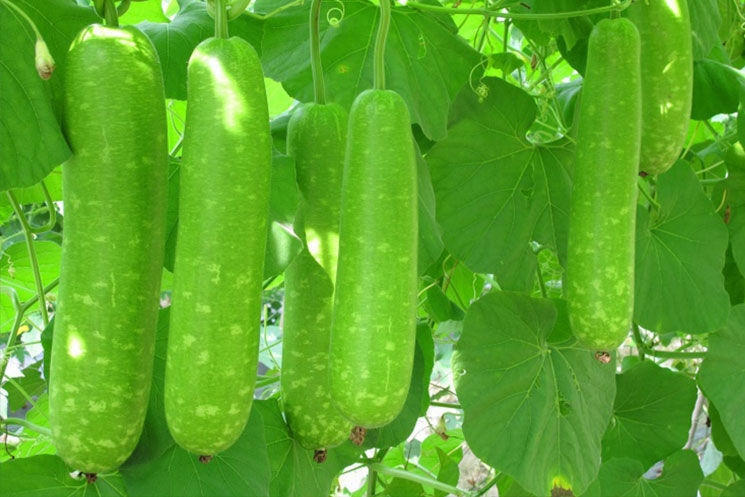 Tháng 10 nên trồng cây gì? 9