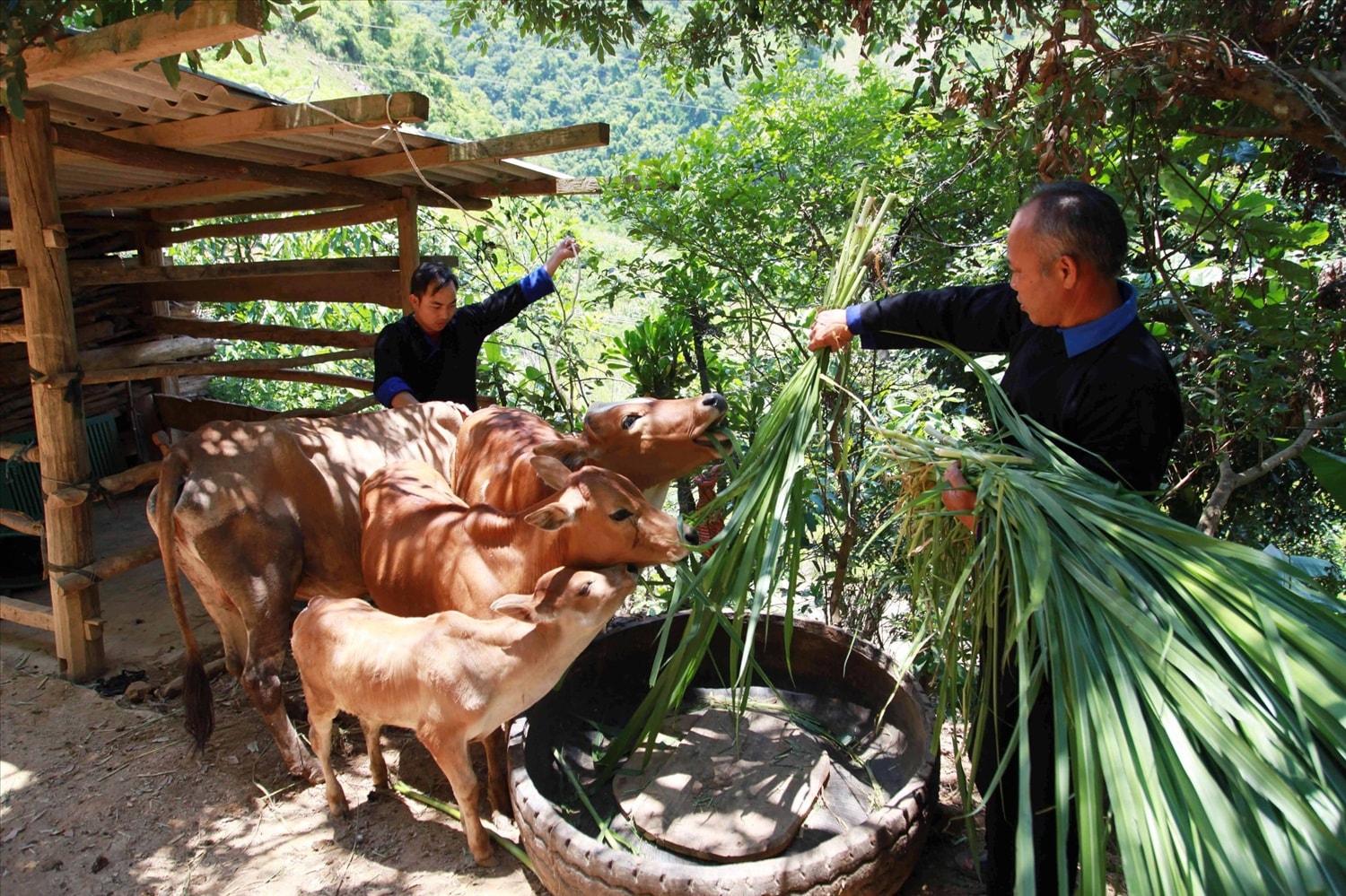 Từ nguồn vốn vay hỗ trợ, gia đình ông Sùng A Khua, dân tộc Mông, ở xã Lao Chải, huyện Mù Cang Chải (Yên Bái) đã vươn lên thoát nghèo