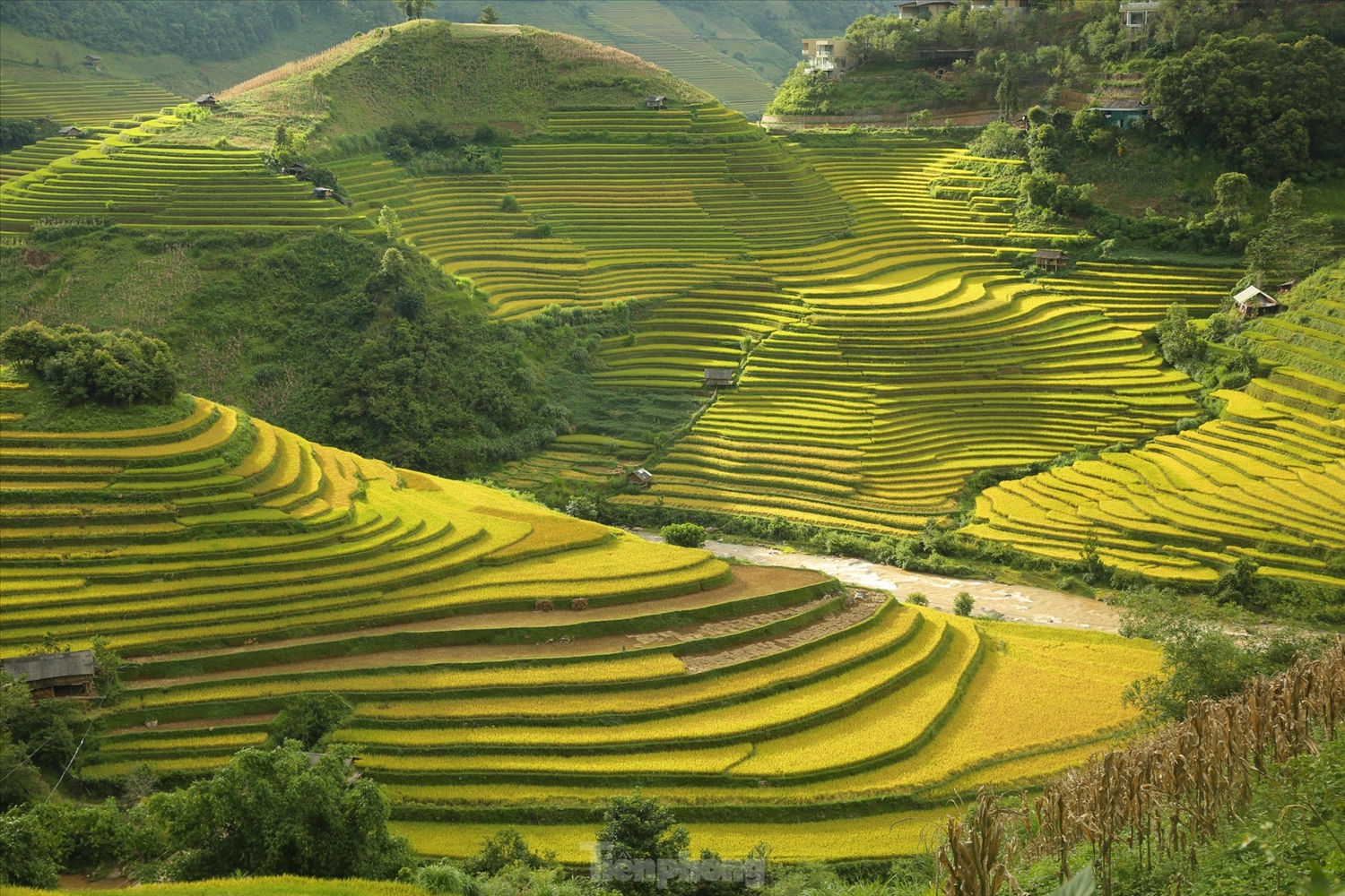 Những thửa ruộng bậc thang ánh sắc vàng óng ả trong nắng chiều