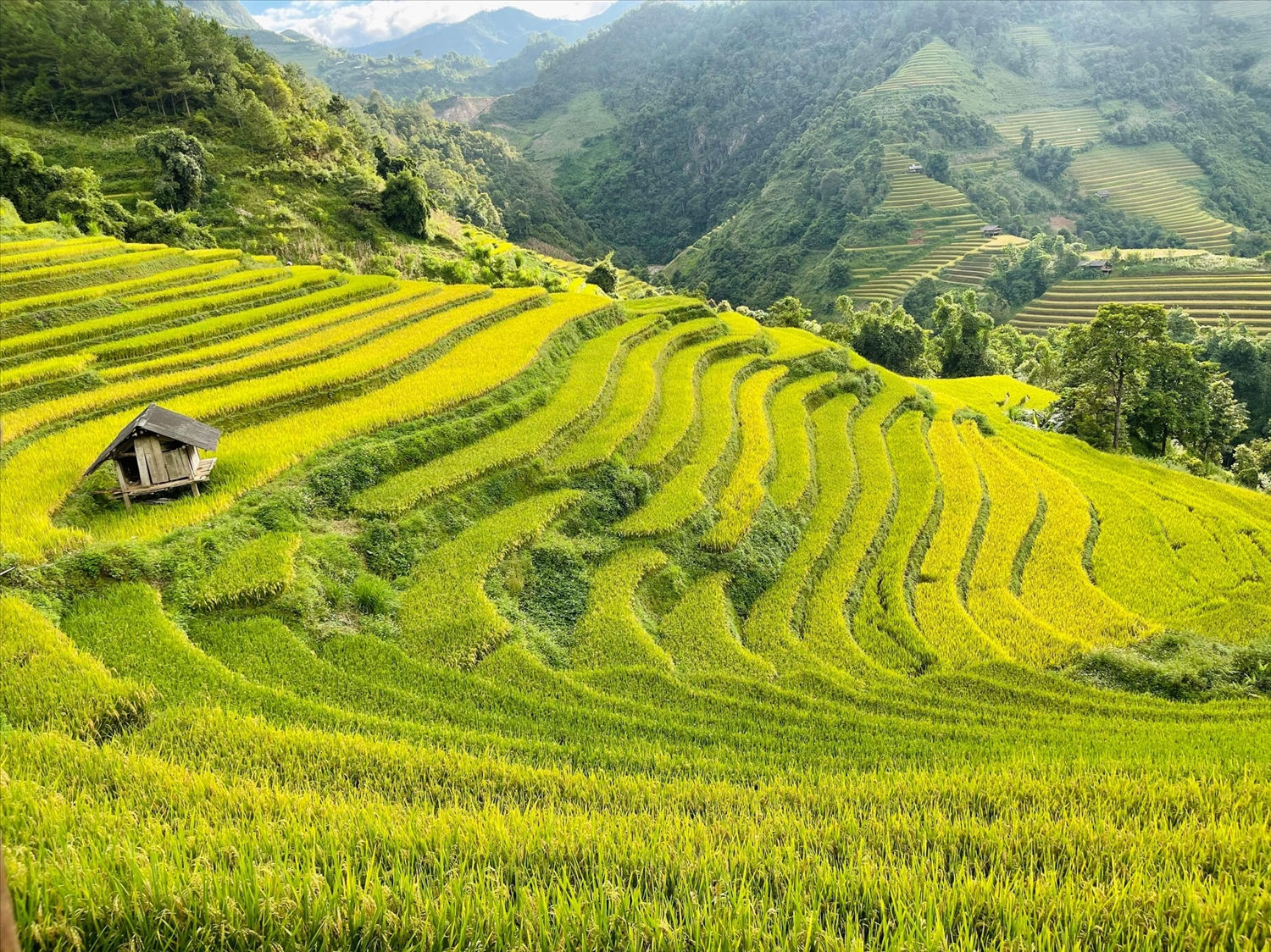 Màu xanh của rừng hòa với màu vàng của những ruộng lúa tạo nên một khung cảnh hùng vĩ và nên thơ
