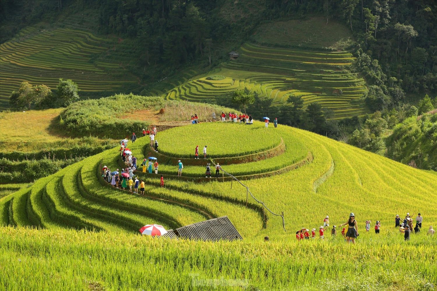 Vào mùa lúa chín, cả thung lũng Mù Cang Chải như được khoác lên một tấm áo vàng rực rỡ của nắng, của lúa chín mà nếu ai từng một lần chiêm ngưỡng sẽ không thể nào quên