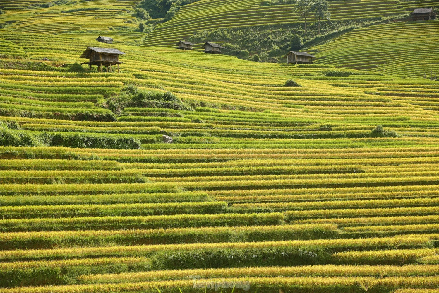Tháng 9, tháng 10 hằng năm là thời gian mùa lúa chín đẹp nhất ở Mù Cang Chải