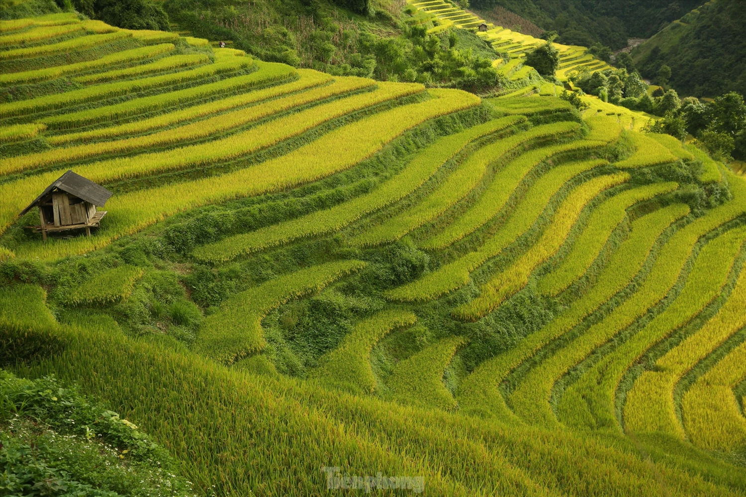Mùa lúa chín, cả thung lũng thơm mùi lúa mới