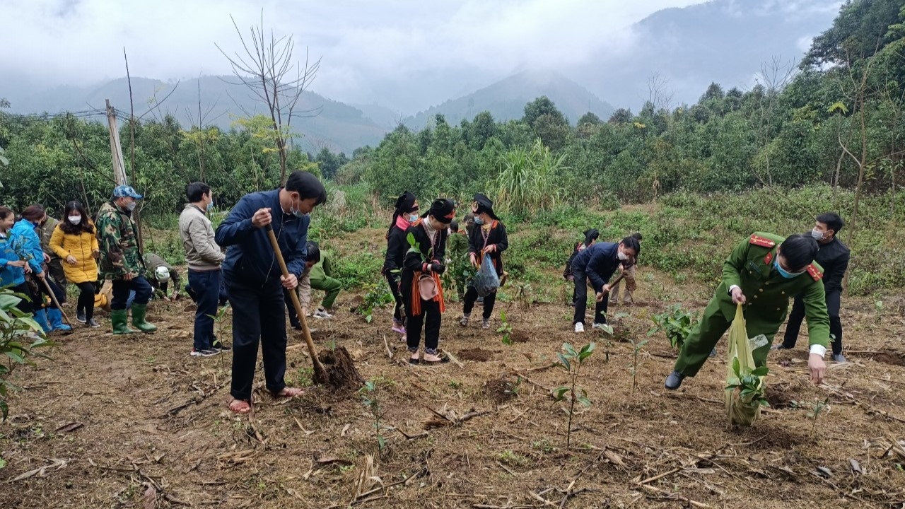 Nhân dân xã Xuân Tầm, huyện Văn Yên, tỉnh Yên Bái cùng trồng cây quế vào dịp đầu Xuân