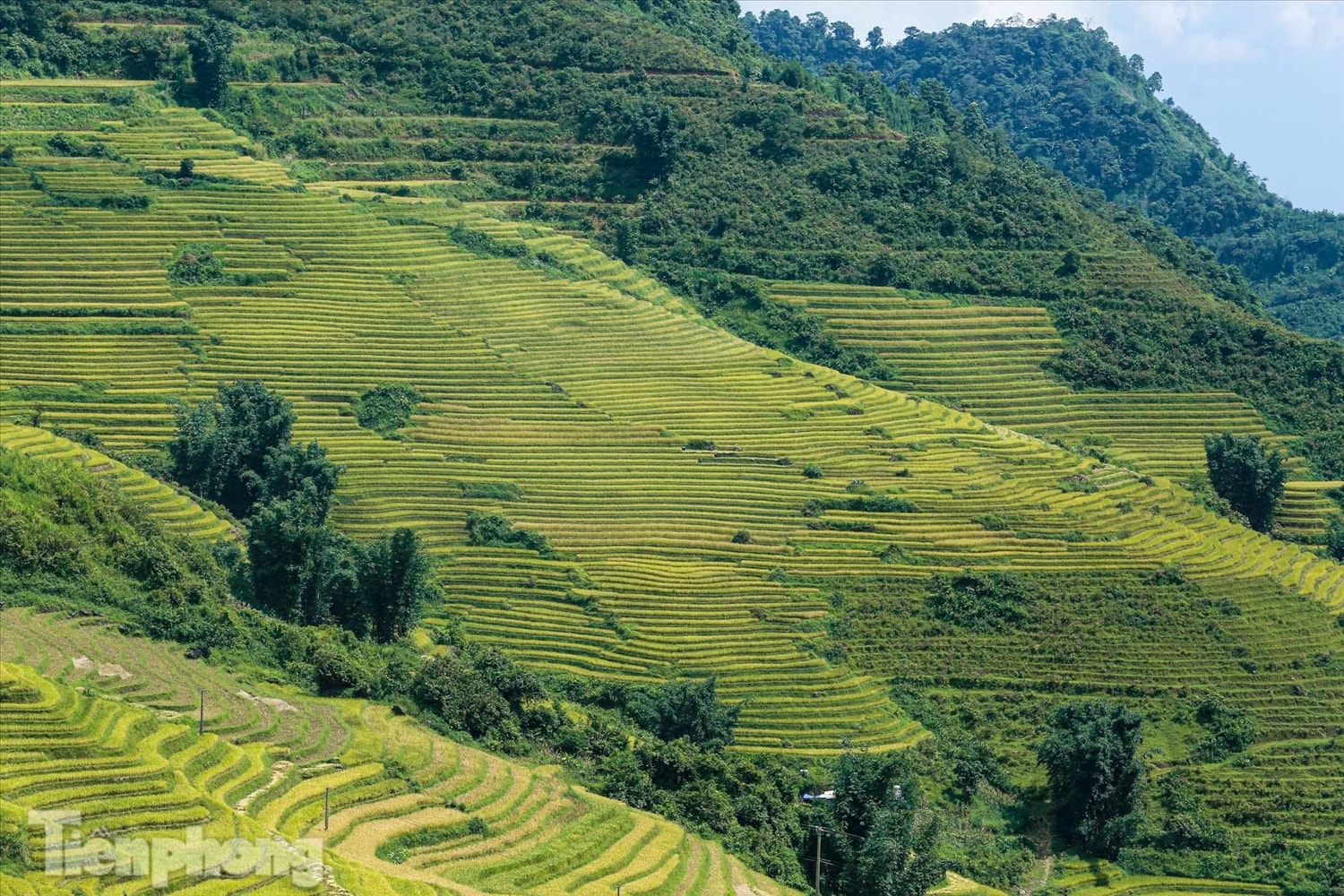 Ruộng bậc thang Y Tý vào mùa vàng: Thiên đường là đây! 10