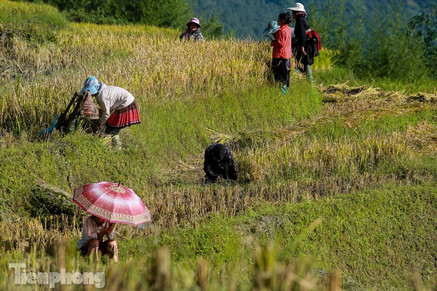 Ruộng bậc thang Y Tý vào mùa vàng: Thiên đường là đây! 14