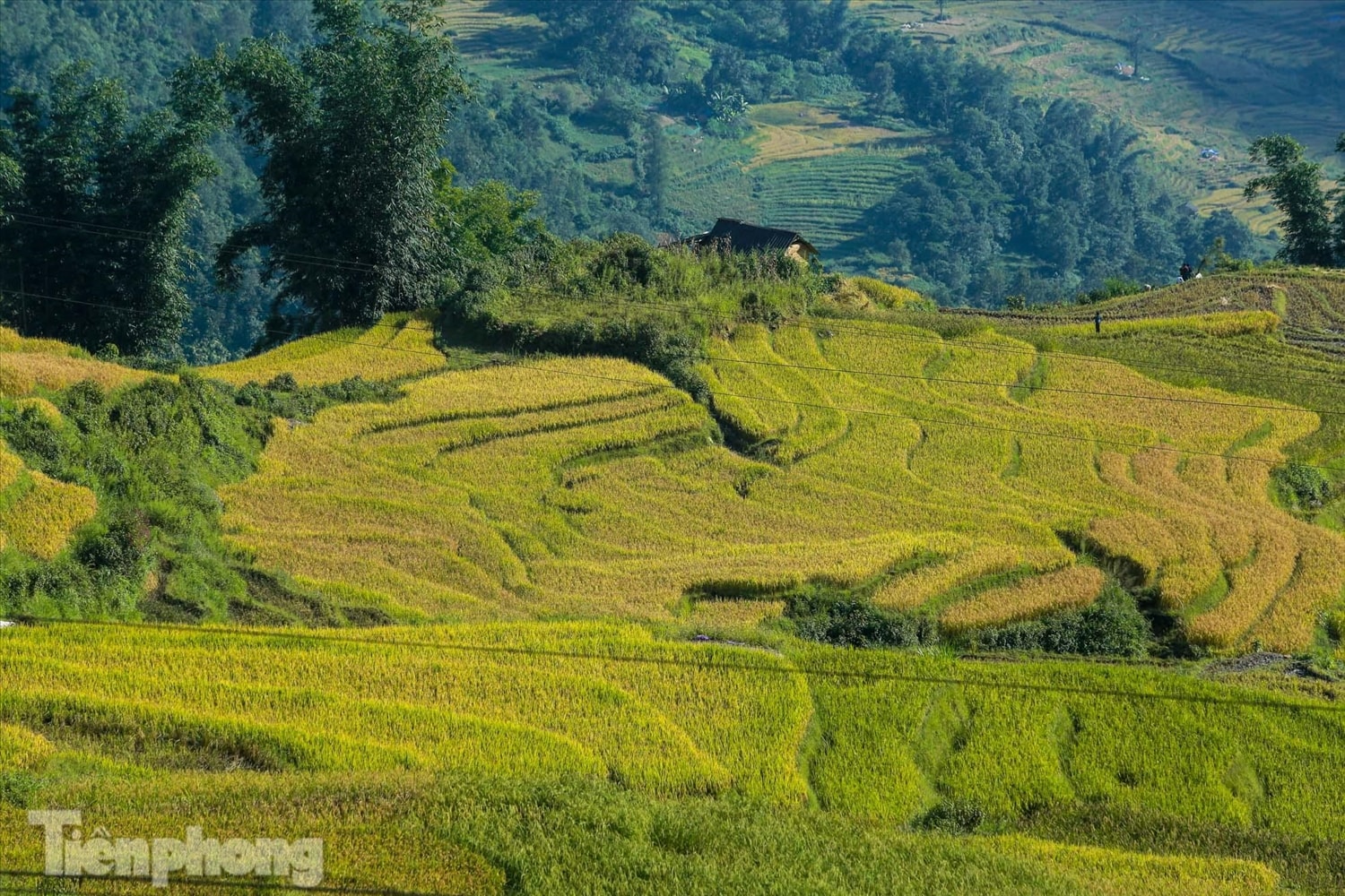 Ở nơi đây, vào tháng 9, lúa vàng trĩu bông khắp các ruộng bậc thang, tạo nên khung cảnh thơ mộng cho mảnh đất núi rừng vùng Tây Bắc