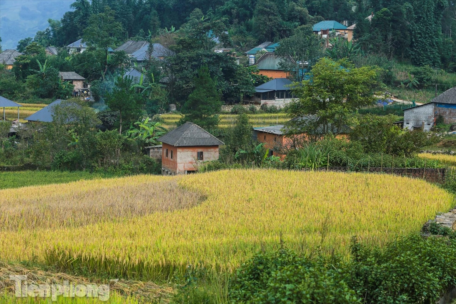 Ruộng bậc thang Y Tý vào mùa vàng: Thiên đường là đây! 6