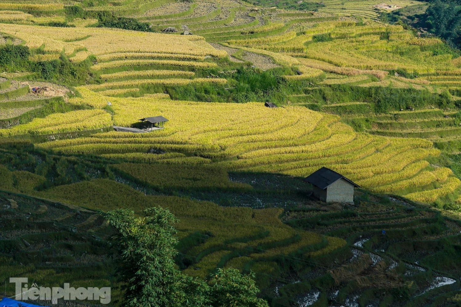 Những ngọn đồi phủ kín màu vàng óng ả